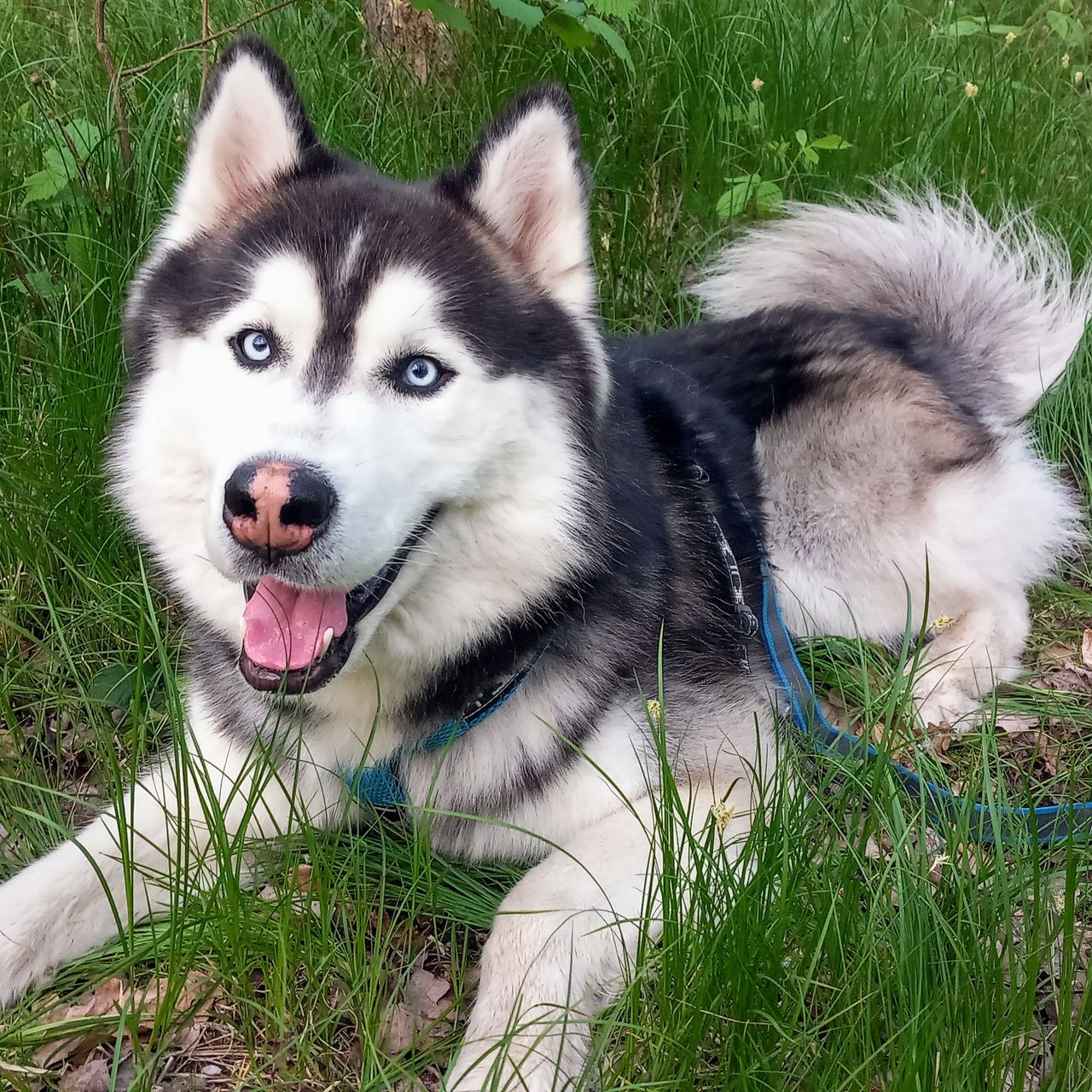 Soutěžní fotografie - Falco,  Sibiřský husky