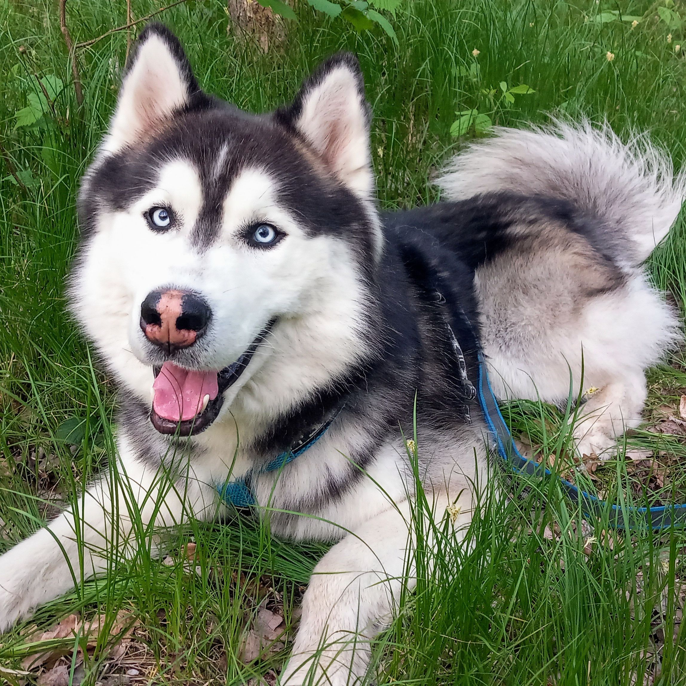 Soutěžní fotografie - Falco,  Sibiřský husky