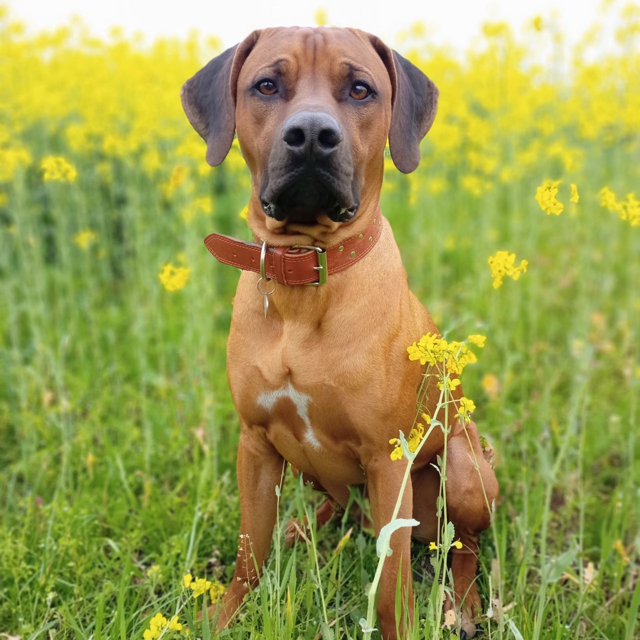 Soutěžní fotografie - Ambitious Aygo Viva Reeva ,  Rhodéský ridgeback