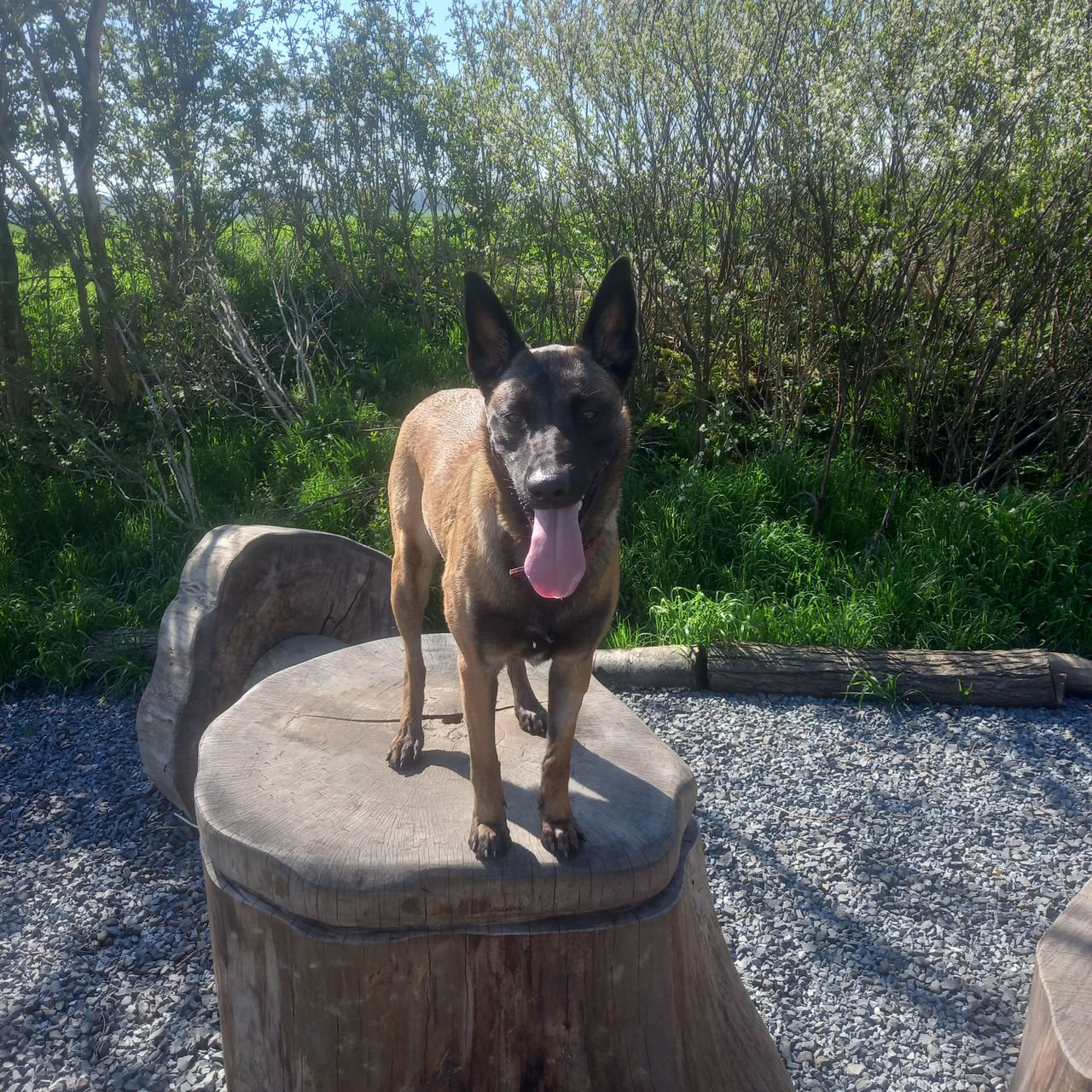 Soutěžní fotografie - Darsí,  Belgický ovčák - Malinois