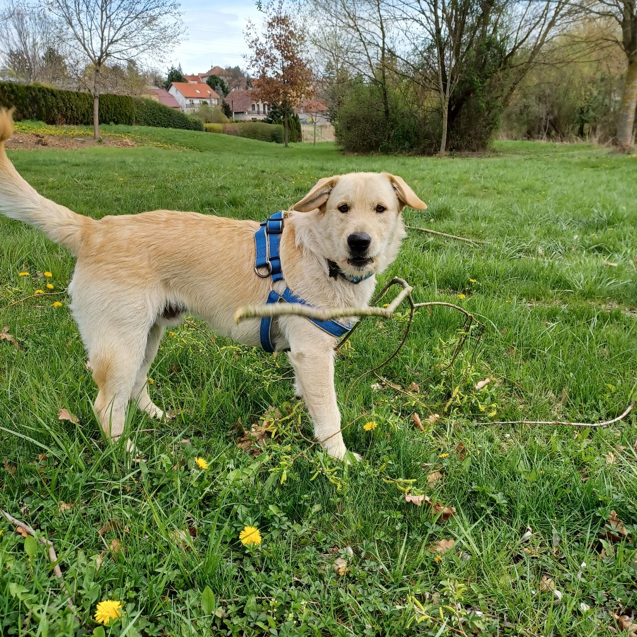 Soutěžní fotografie - Barney,  Labradorský retriever
