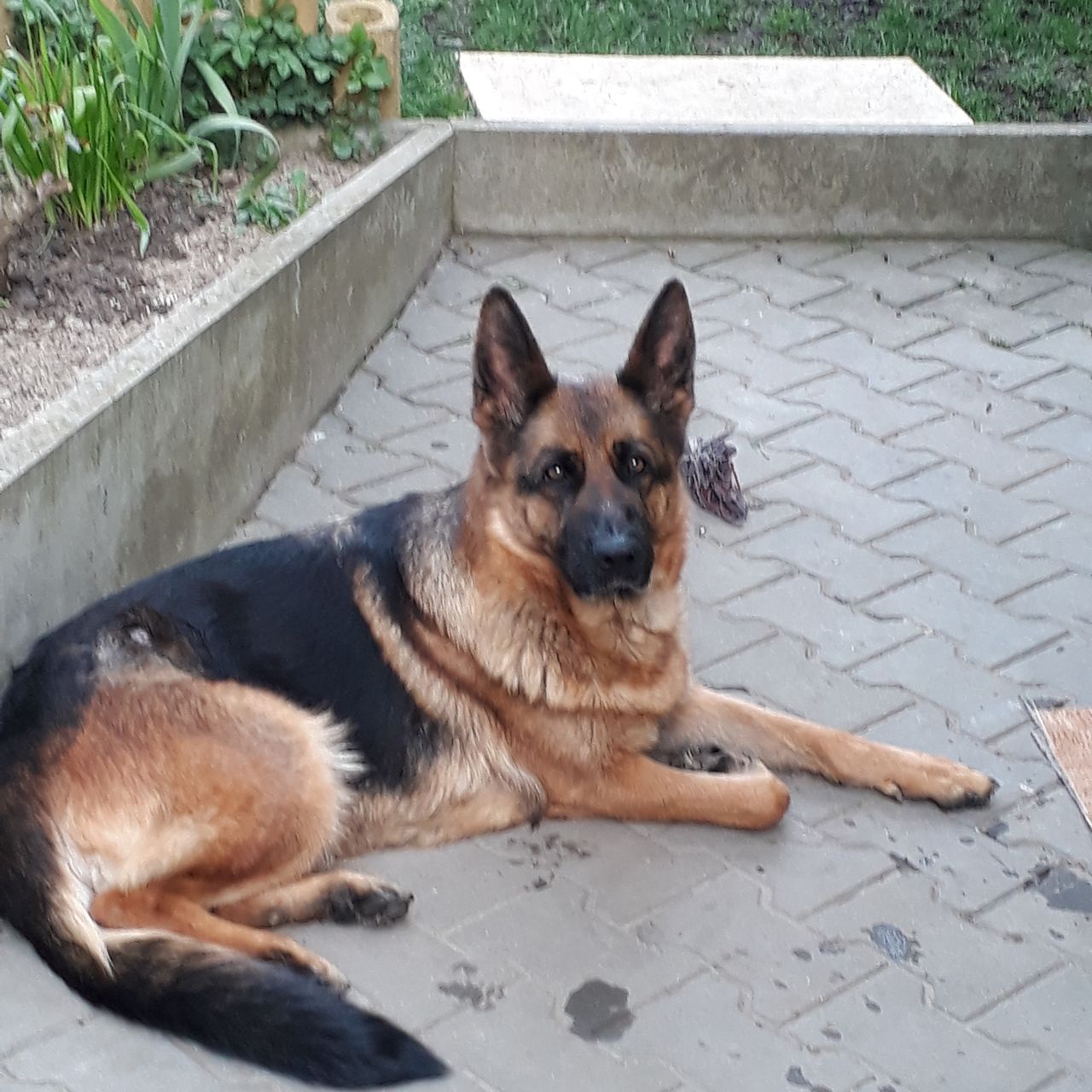Soutěžní fotografie - Baruška ,  Německý ovčák