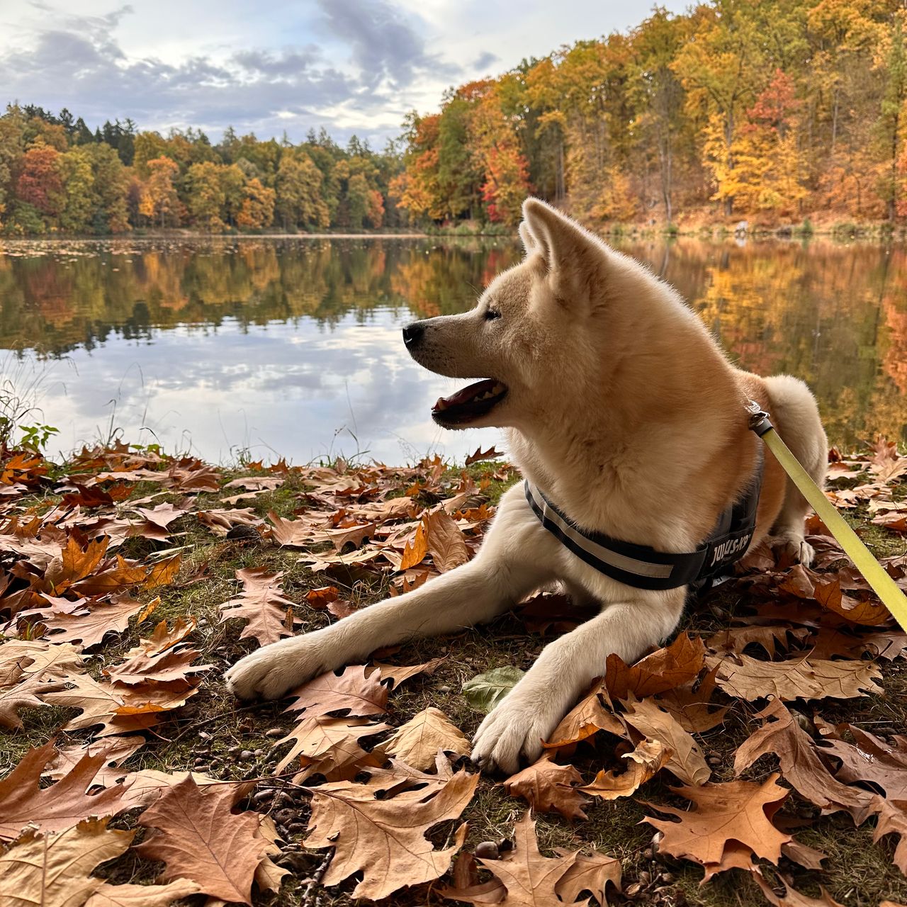 Soutěžní fotografie - Muffin,  Akita