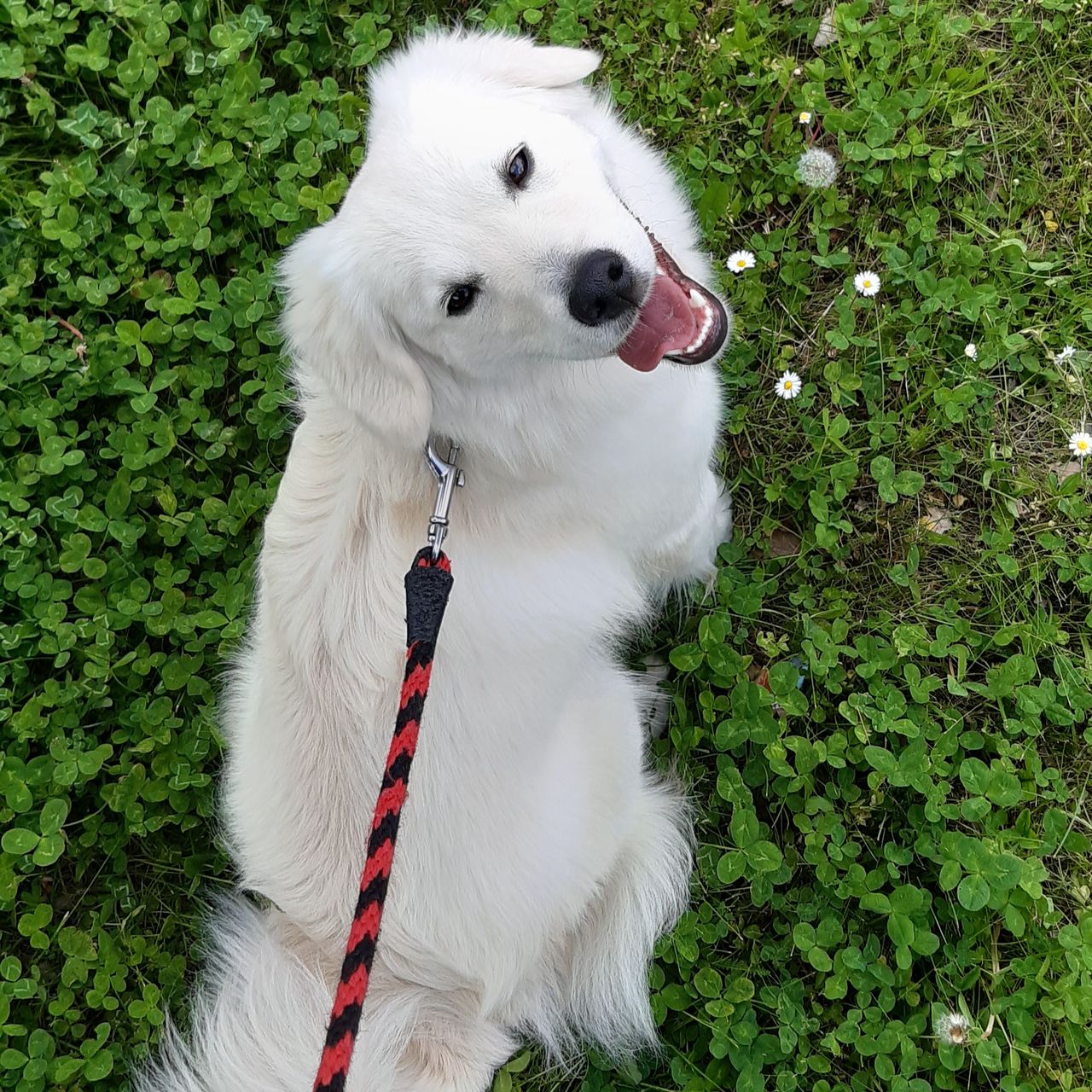 Soutěžní fotografie - Bella,  Ostatní