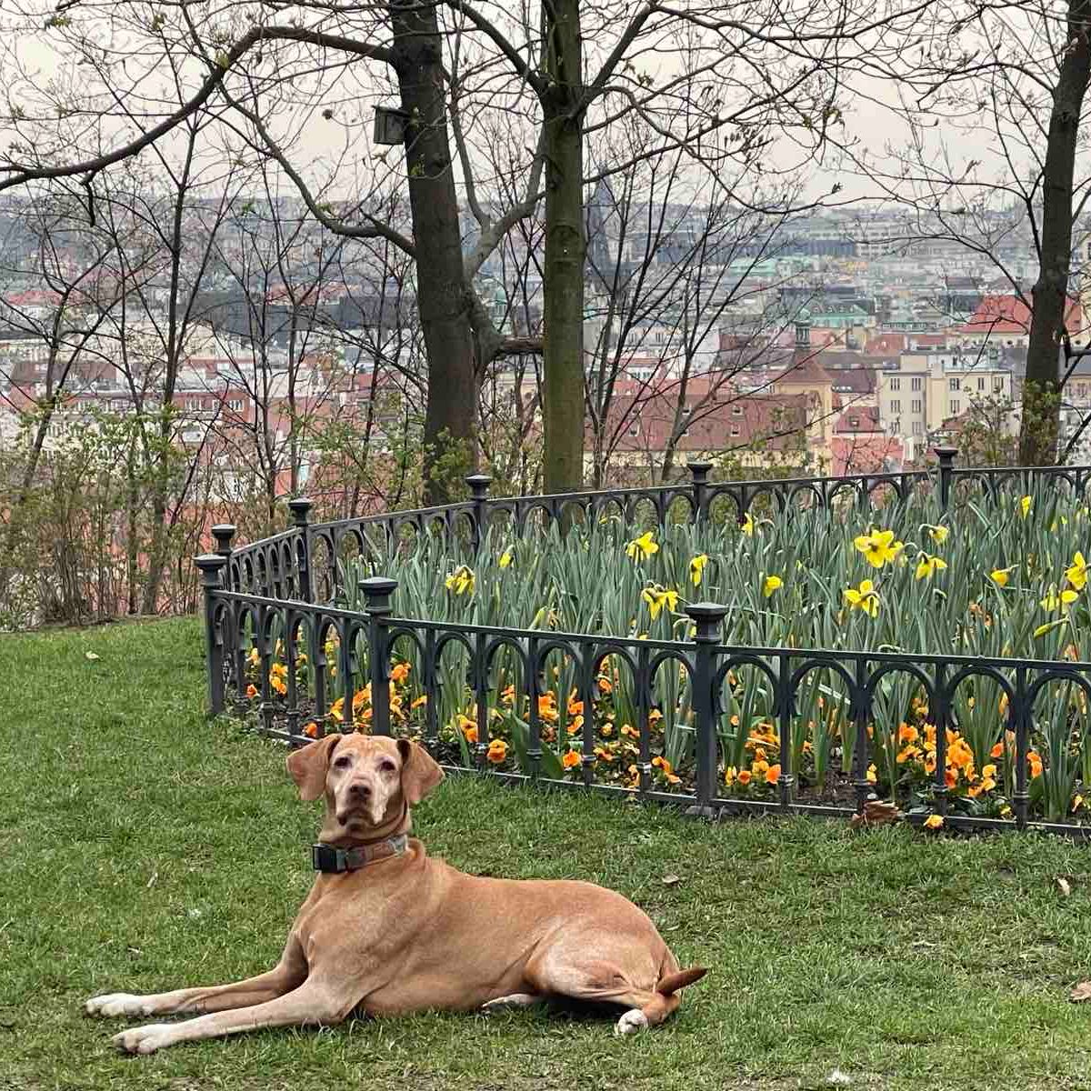 Soutěžní fotografie - Rozinka,  Maďarský ohař krátkosrstý