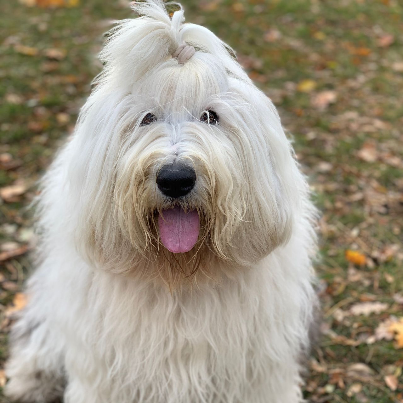 Soutěžní fotografie - Ája,  Bobtail