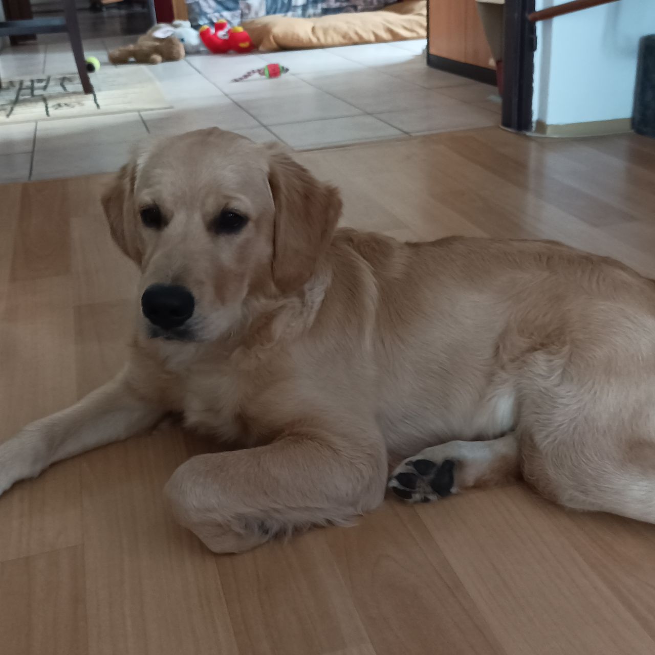 Soutěžní fotografie - Lucy,  Zlatý retriever