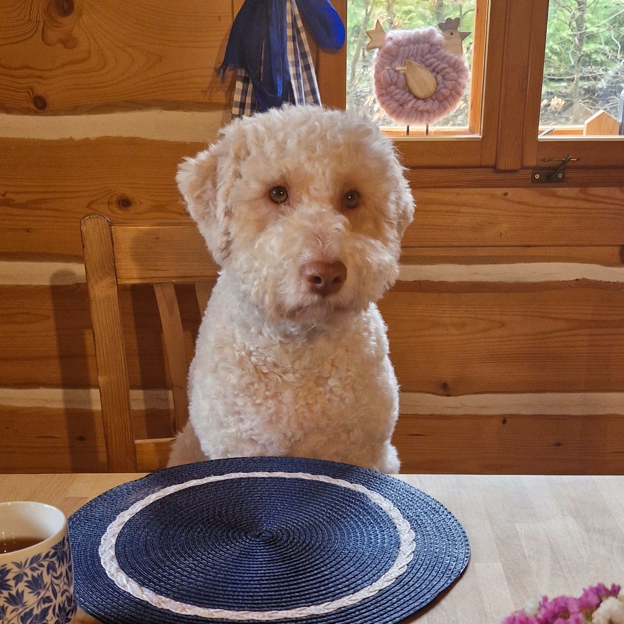 Soutěžní fotografie - Heidy,  Lagotto romagnolo