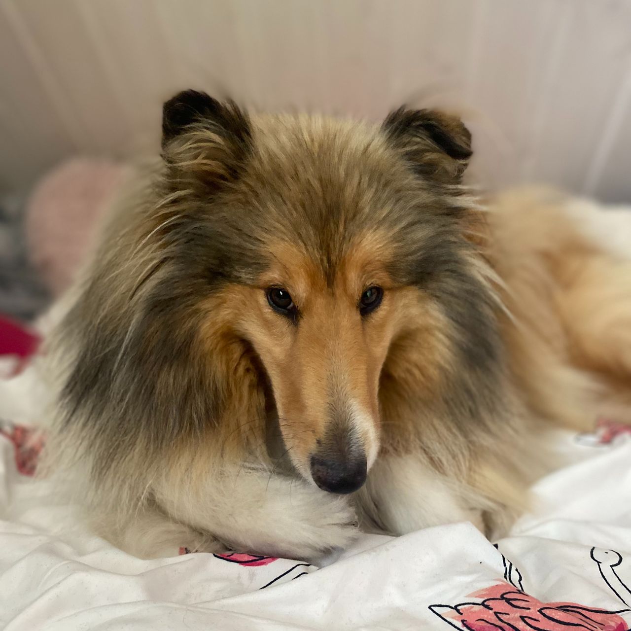 Soutěžní fotografie - Rita,  Kolie dlouhosrstá
