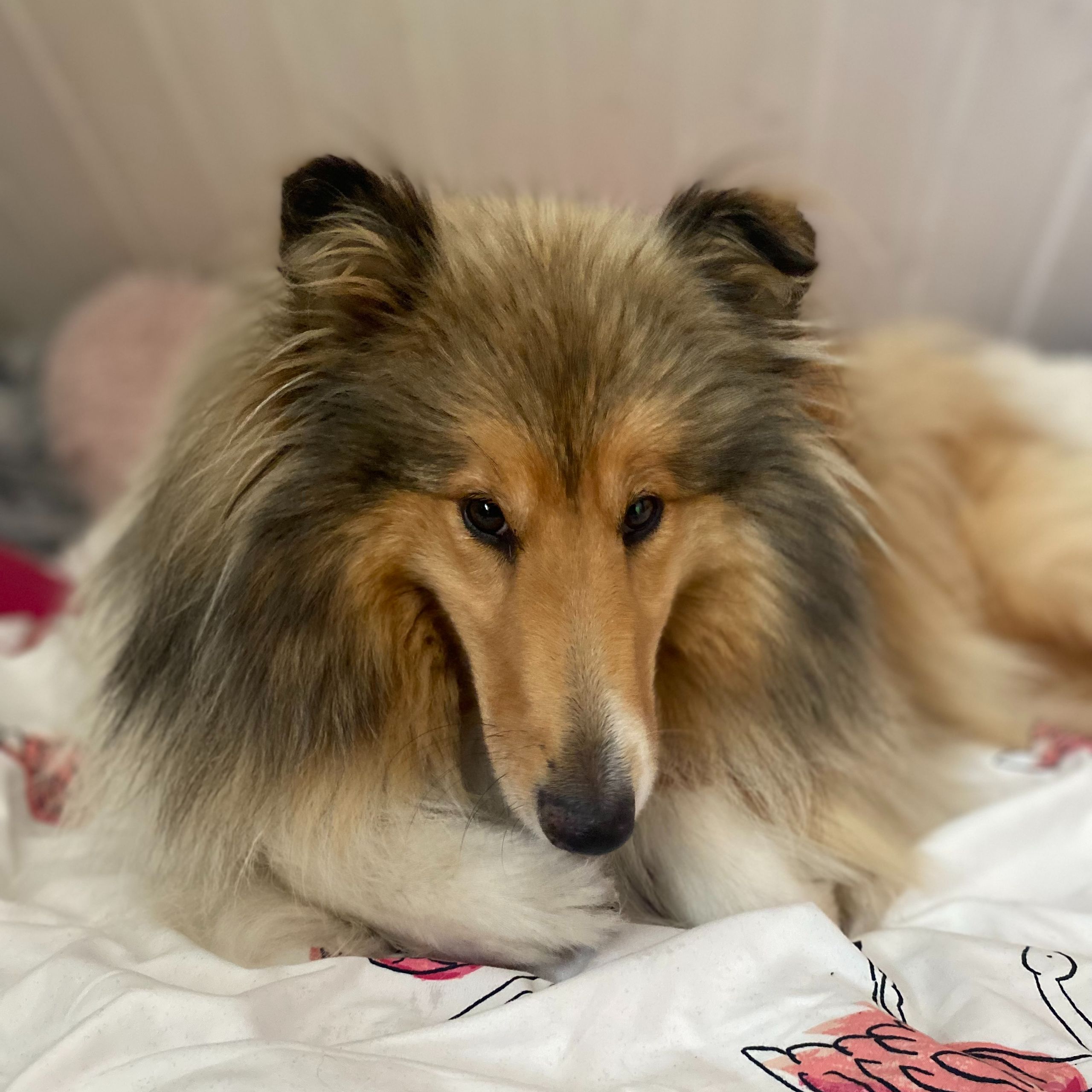 Soutěžní fotografie - Rita,  Kolie dlouhosrstá