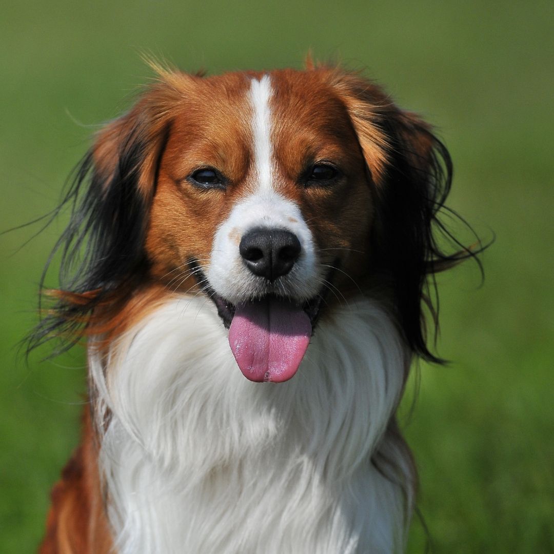 Soutěžní fotografie - Bastien,  Kooikerhondje