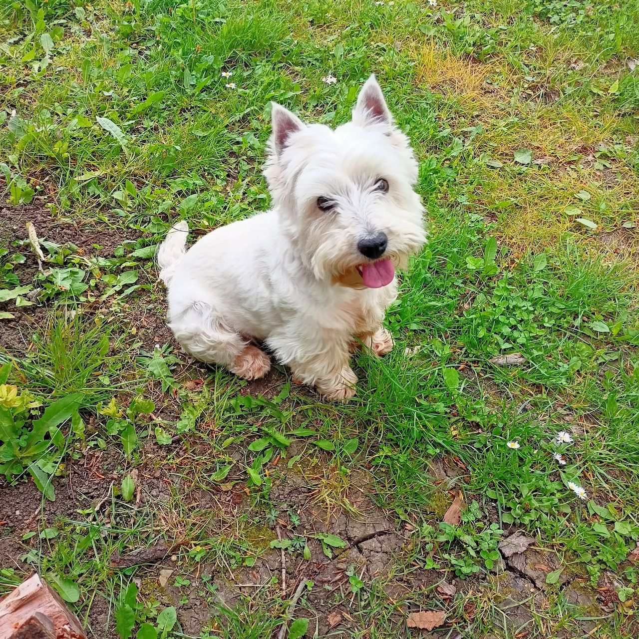 Soutěžní fotografie - Dášenka,  West Highland White Terrier