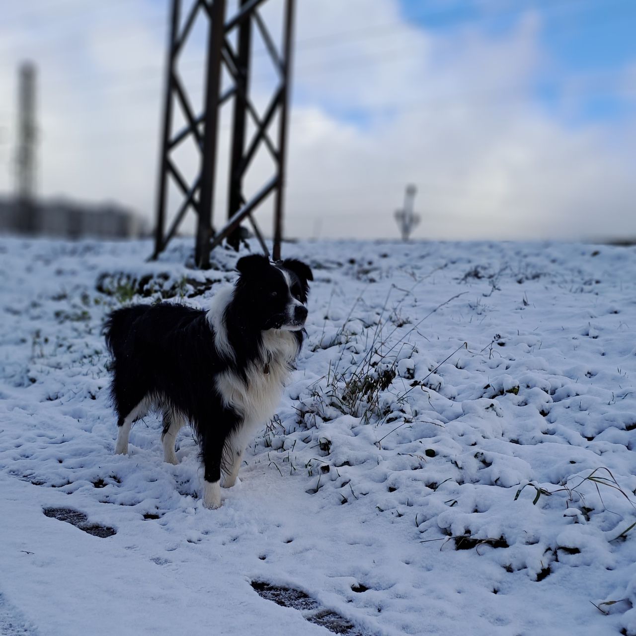 Soutěžní fotografie - Maiki,  Border kolie