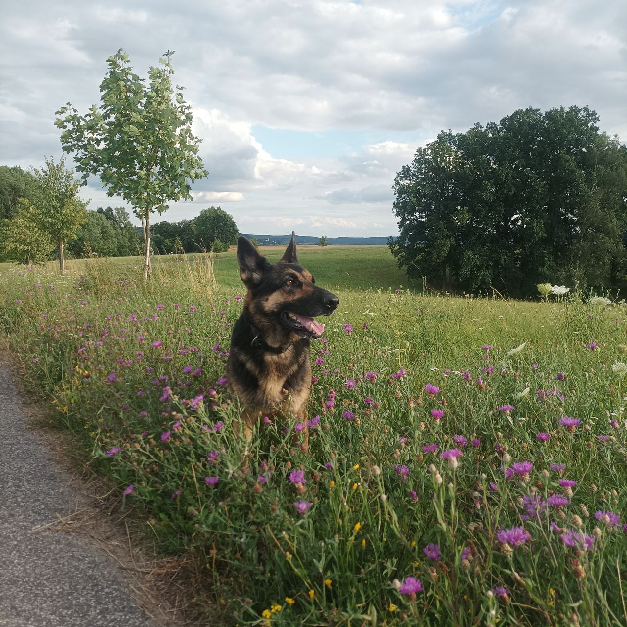 Soutěžní fotografie - Rita,  Německý ovčák