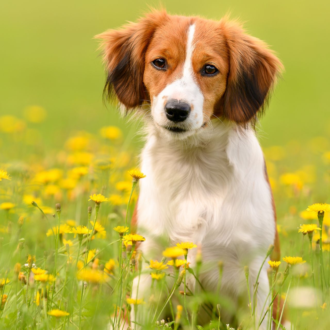 Soutěžní fotografie - Cookie,  Kooikerhondje