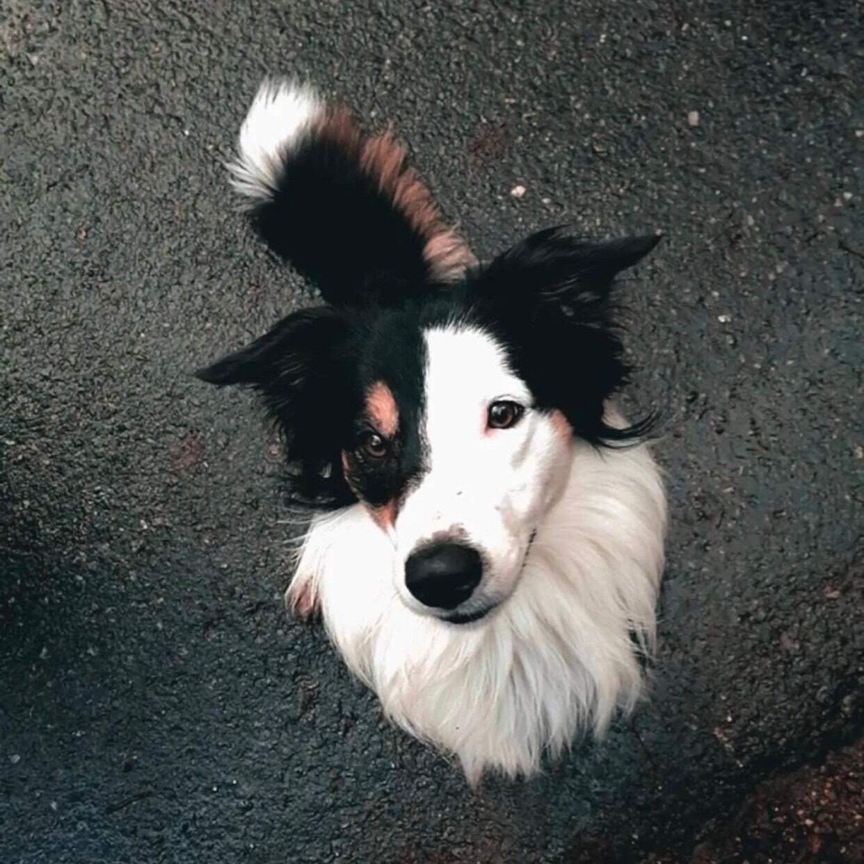Soutěžní fotografie - Jack,  Border kolie