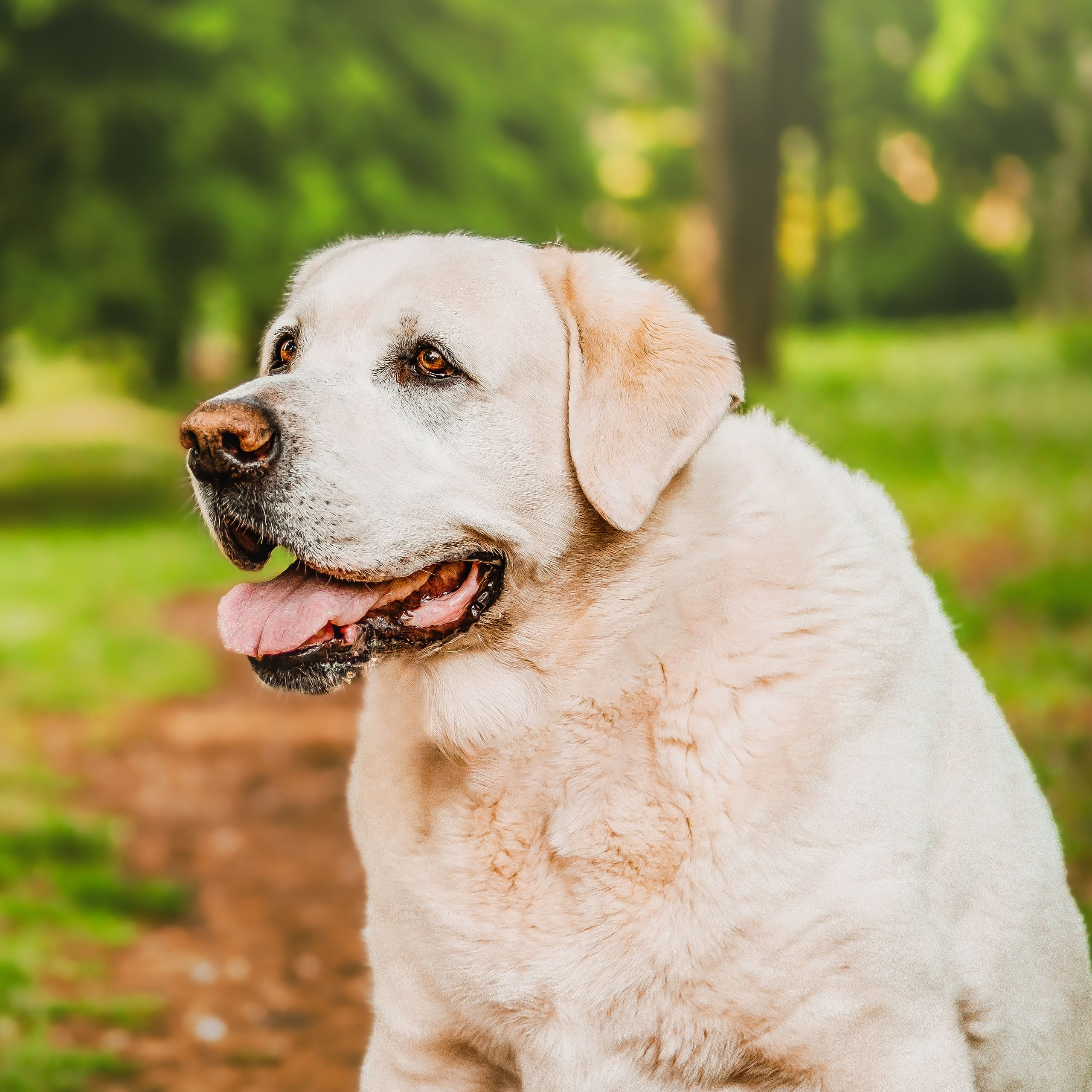 Soutěžní fotografie - Marley,  Labradorský retriever