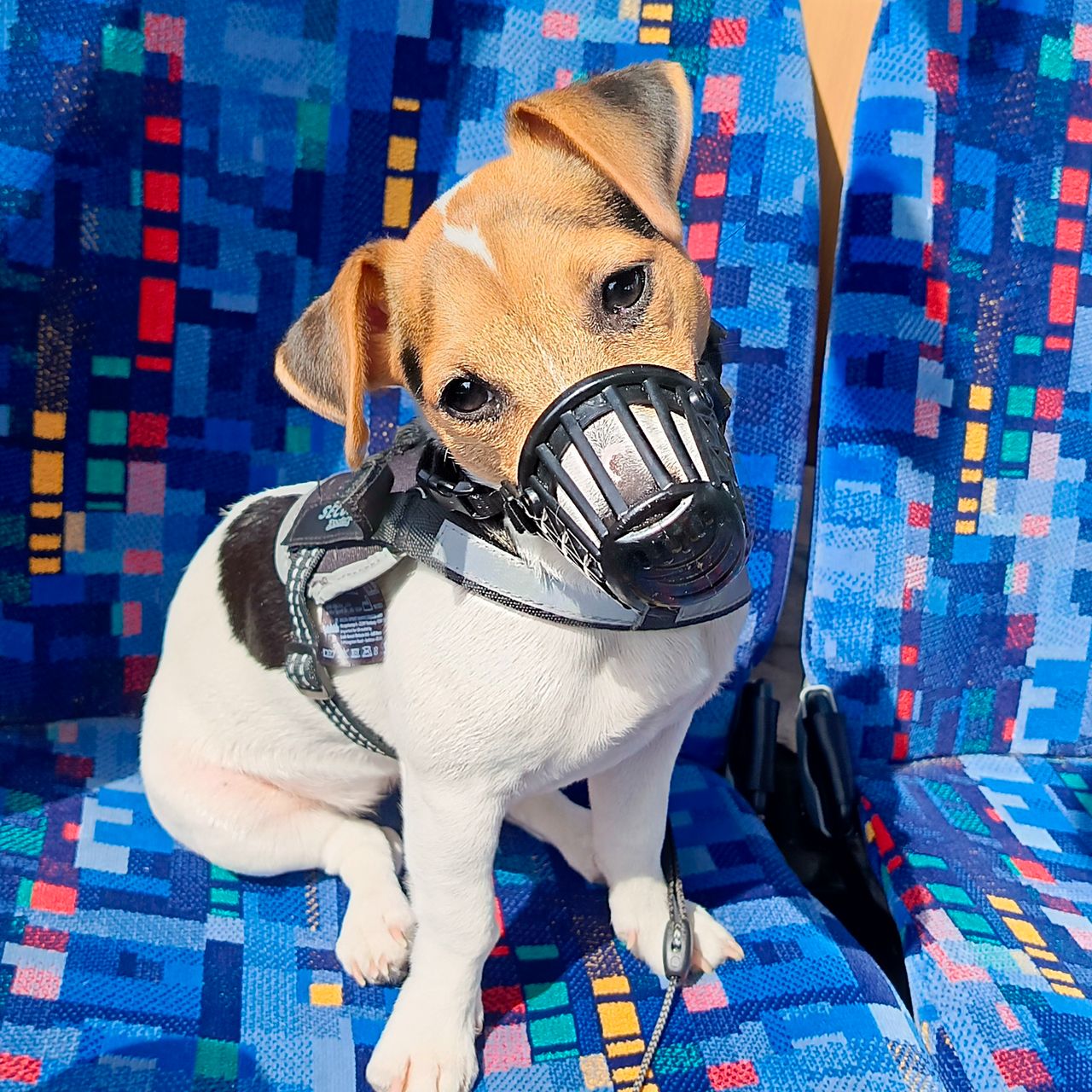 Soutěžní fotografie - Megi,  Jack Russell Teriér