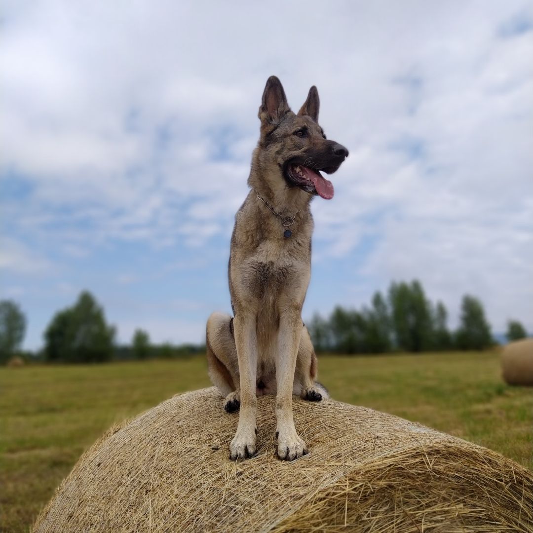 Soutěžní fotografie - Keyssi,  Československý vlčák
