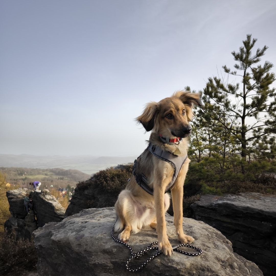 Soutěžní fotografie - Dobby,  Ostatní