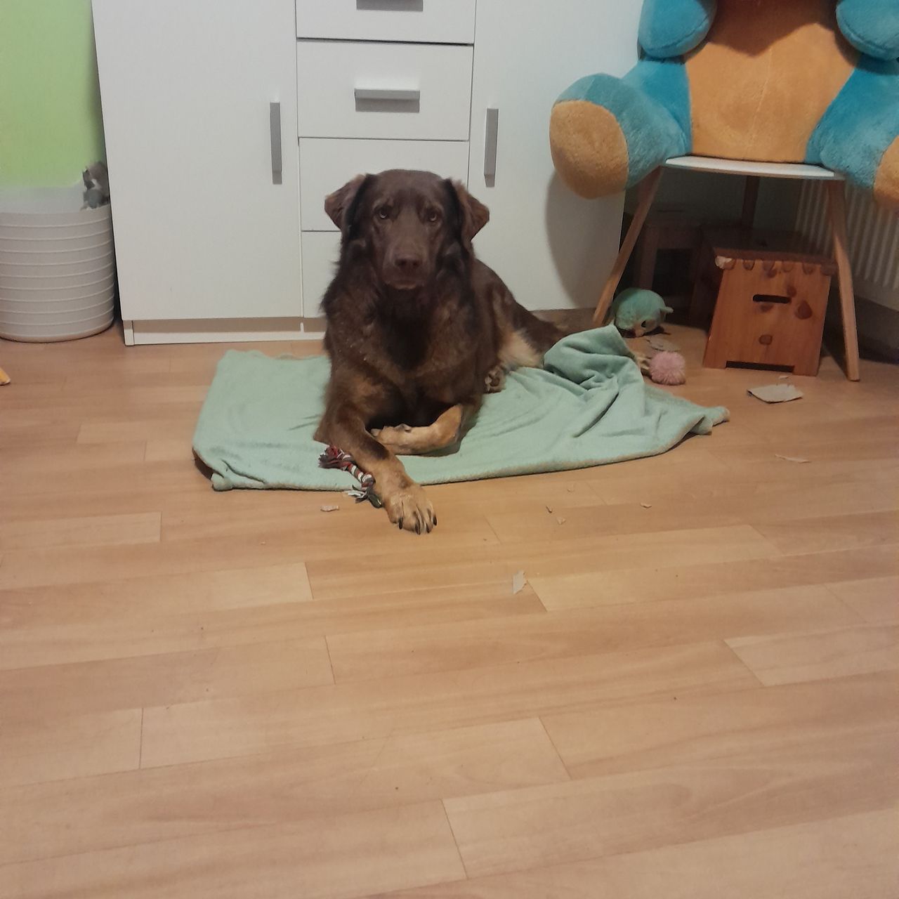 Soutěžní fotografie - Bailey,  Ostatní