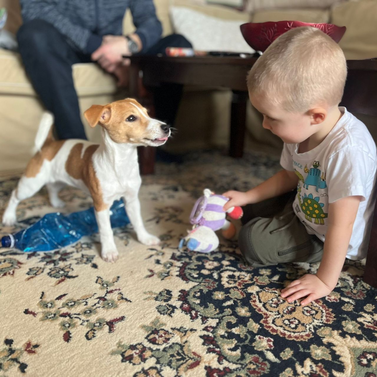 Soutěžní fotografie - Daisy,  Jack Russell Teriér