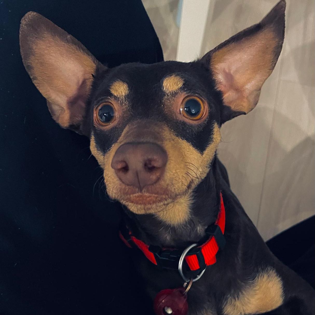 Soutěžní fotografie - Lexi,  Trpasličí pinč