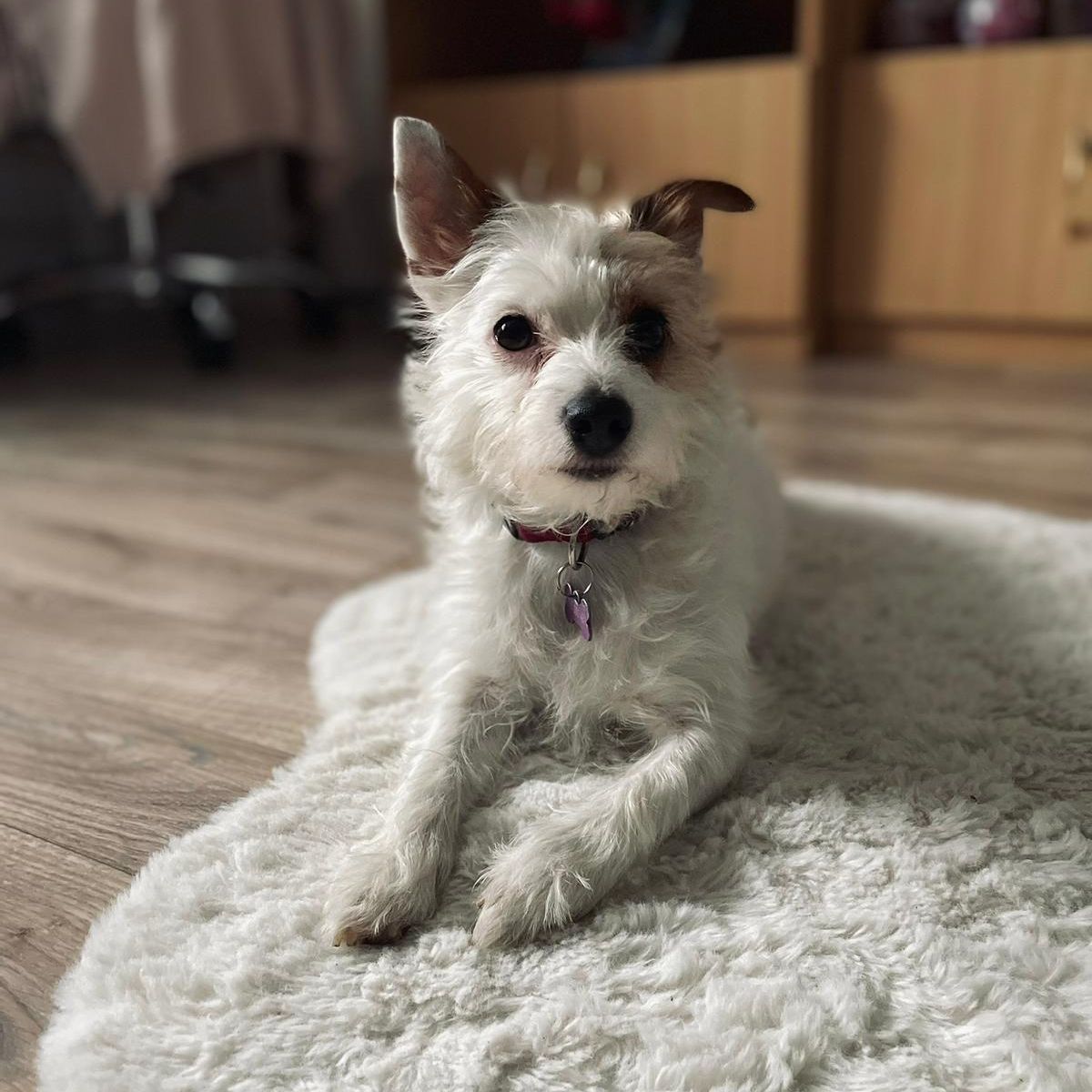 Soutěžní fotografie - PEGGY,  Jack Russell Teriér