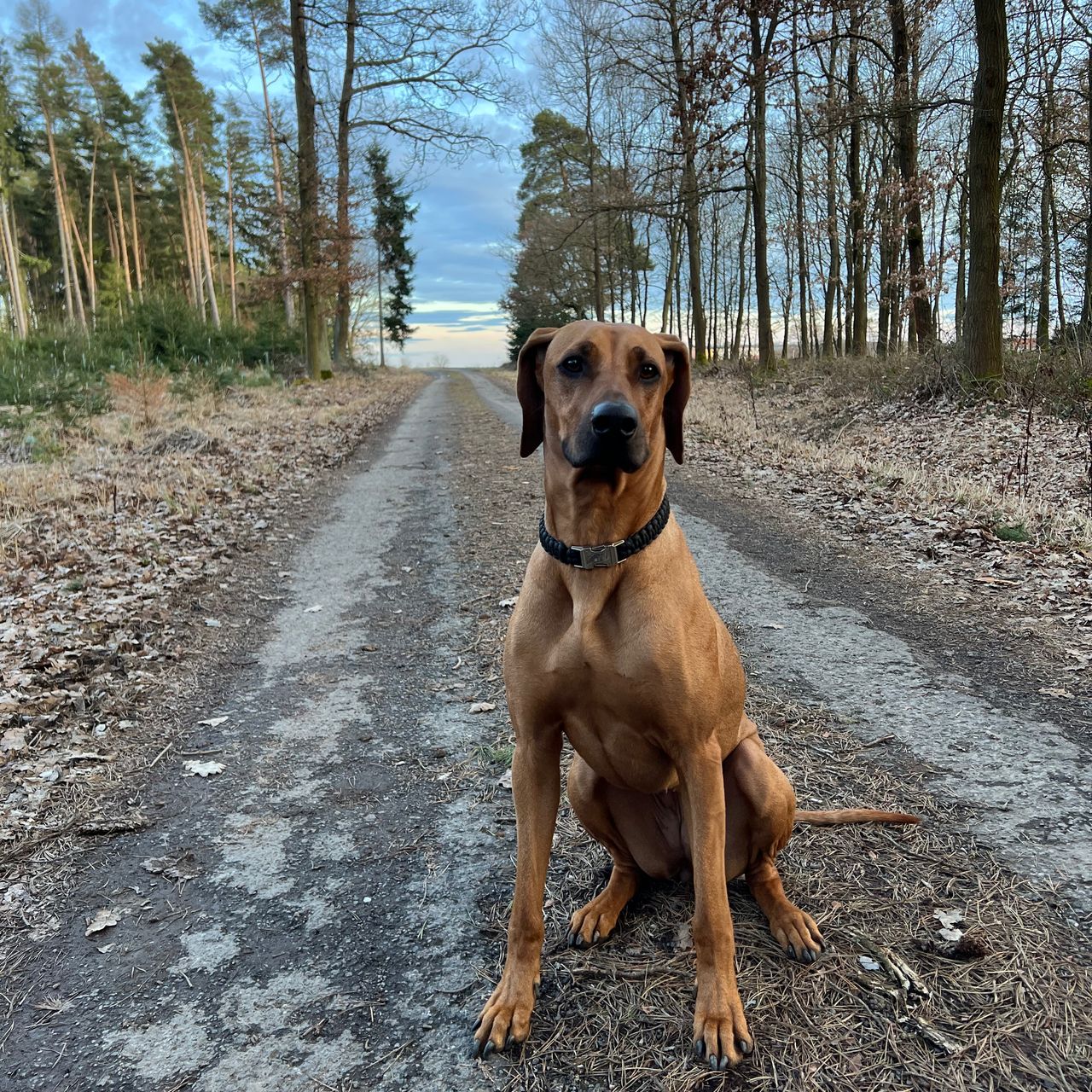 Soutěžní fotografie - Lara,  Rhodéský ridgeback