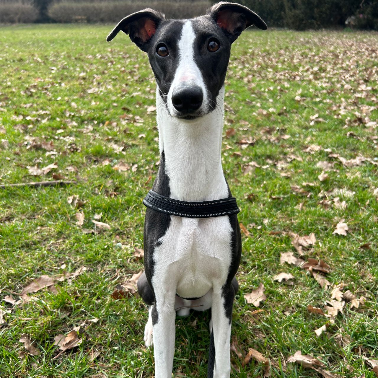 Soutěžní fotografie - Theo,  Whippet
