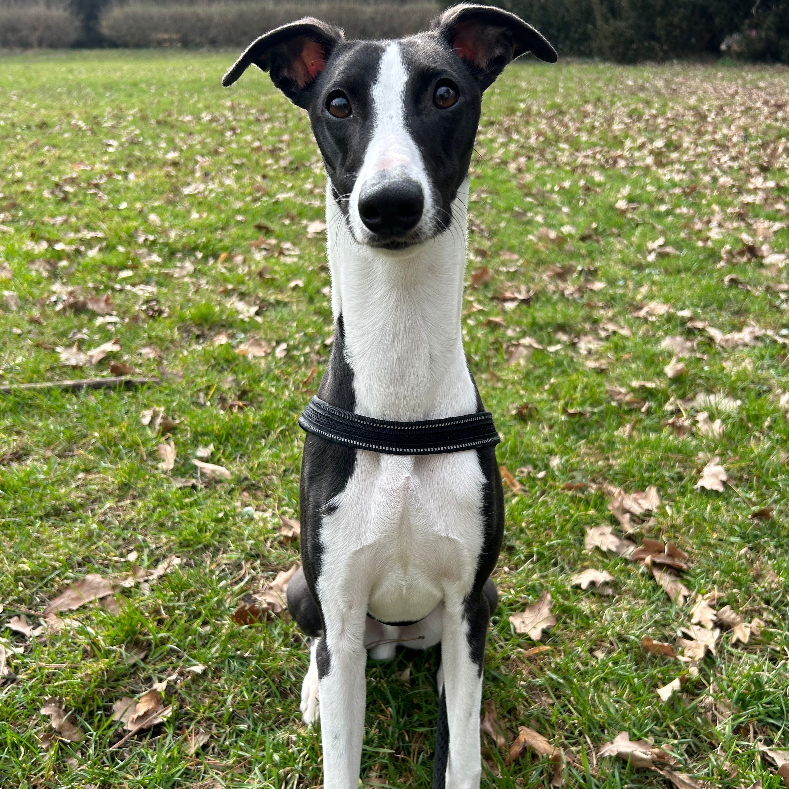 Soutěžní fotografie - Theo,  Whippet