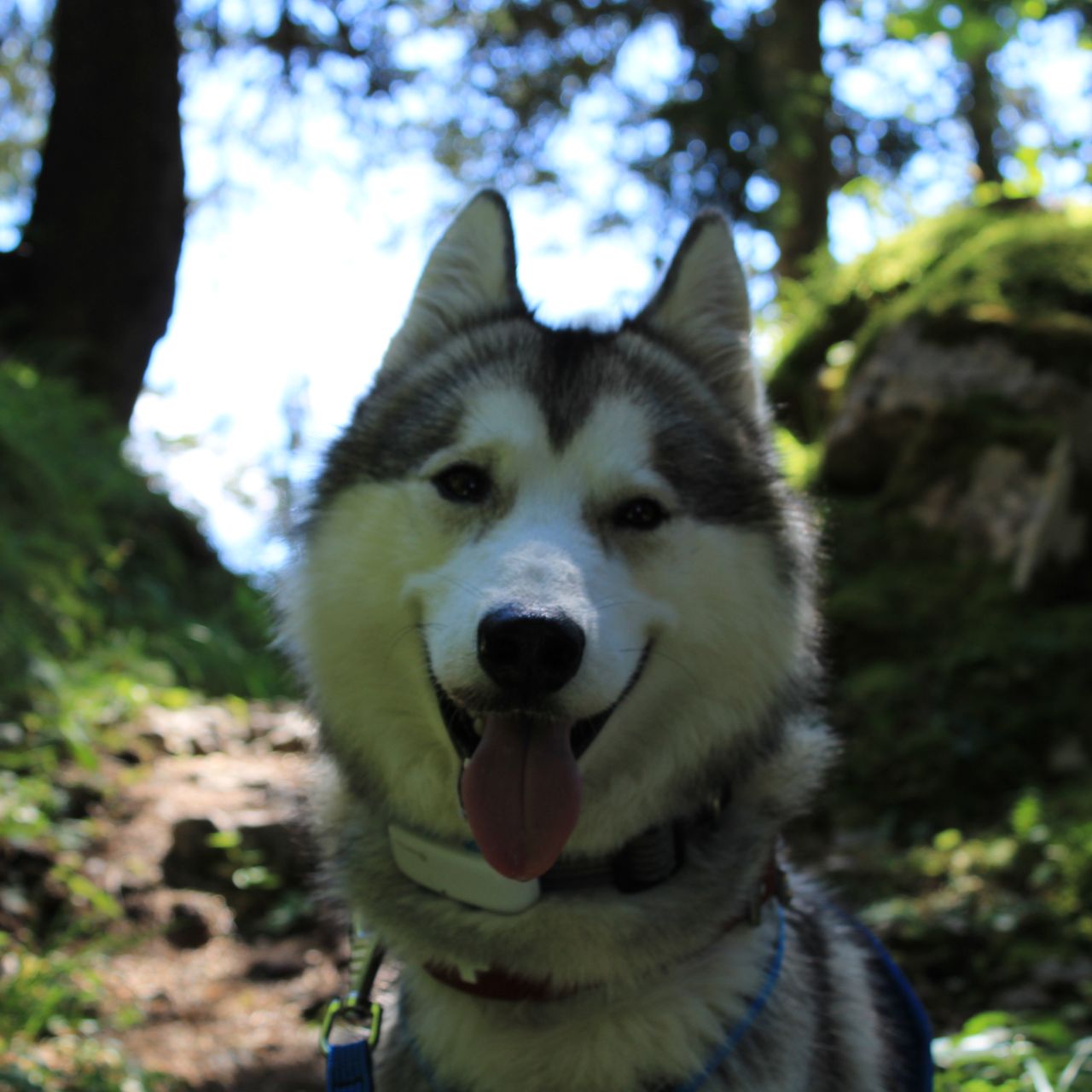 Soutěžní fotografie - Max,  Sibiřský husky