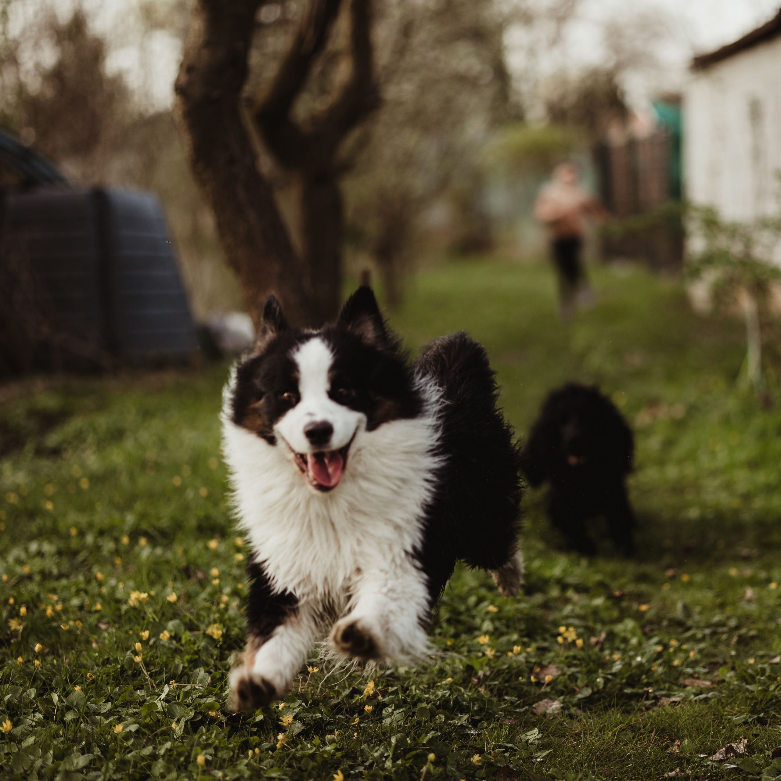 Soutěžní fotografie - Albus,  Australský ovčák