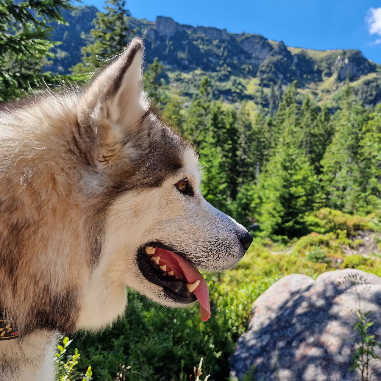 Soutěžní fotografie - Freja,  Ostatní