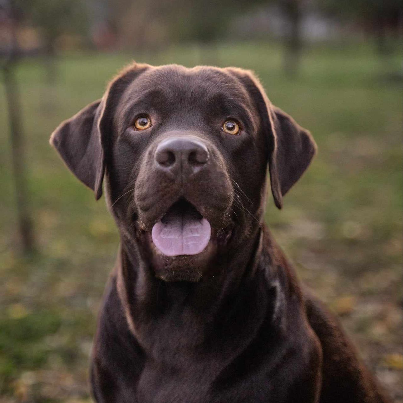 Soutěžní fotografie - Jeff,  Labradorský retriever