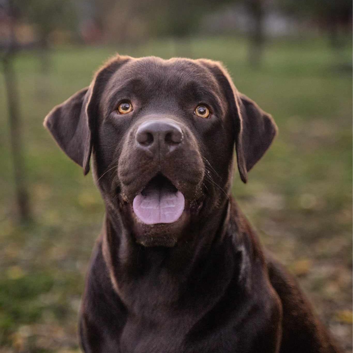 Soutěžní fotografie - Jeff,  Labradorský retriever
