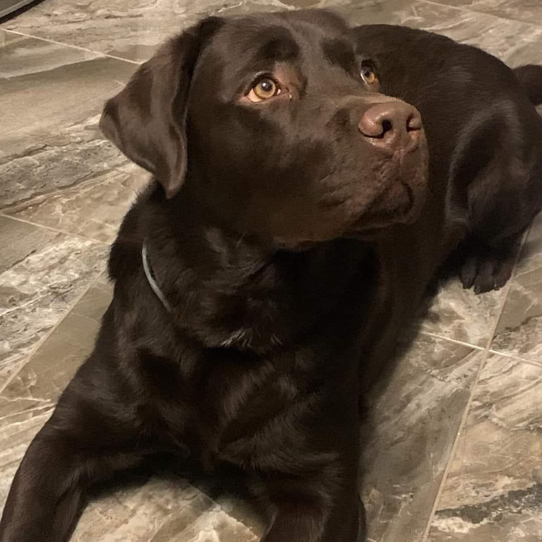 Soutěžní fotografie - Coffee,  Labradorský retriever