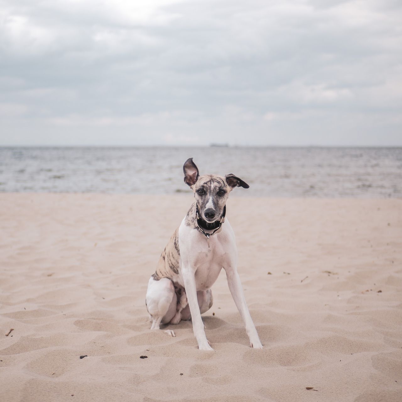 Soutěžní fotografie - Malú,  Whippet