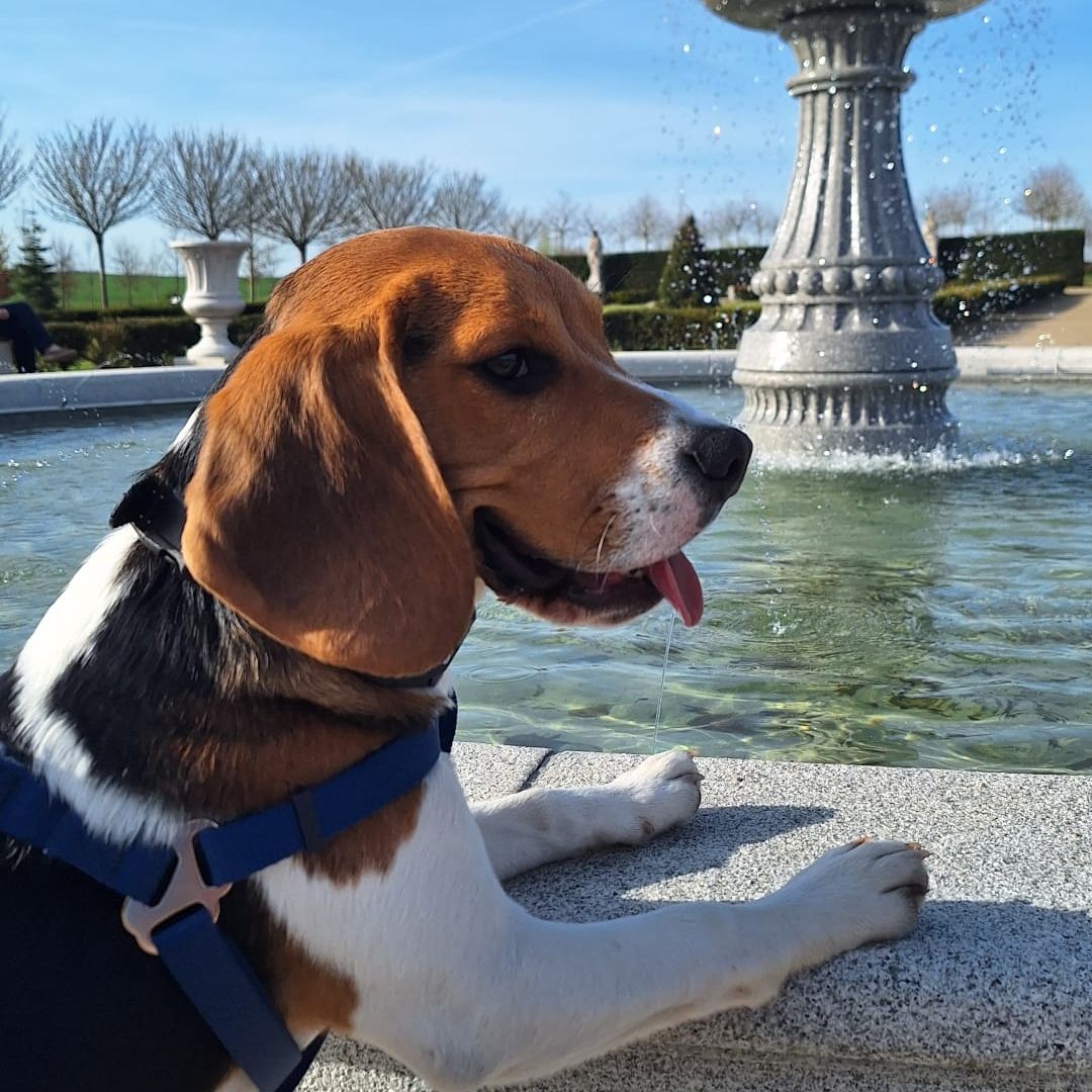 Soutěžní fotografie - Baddy,  Beagle