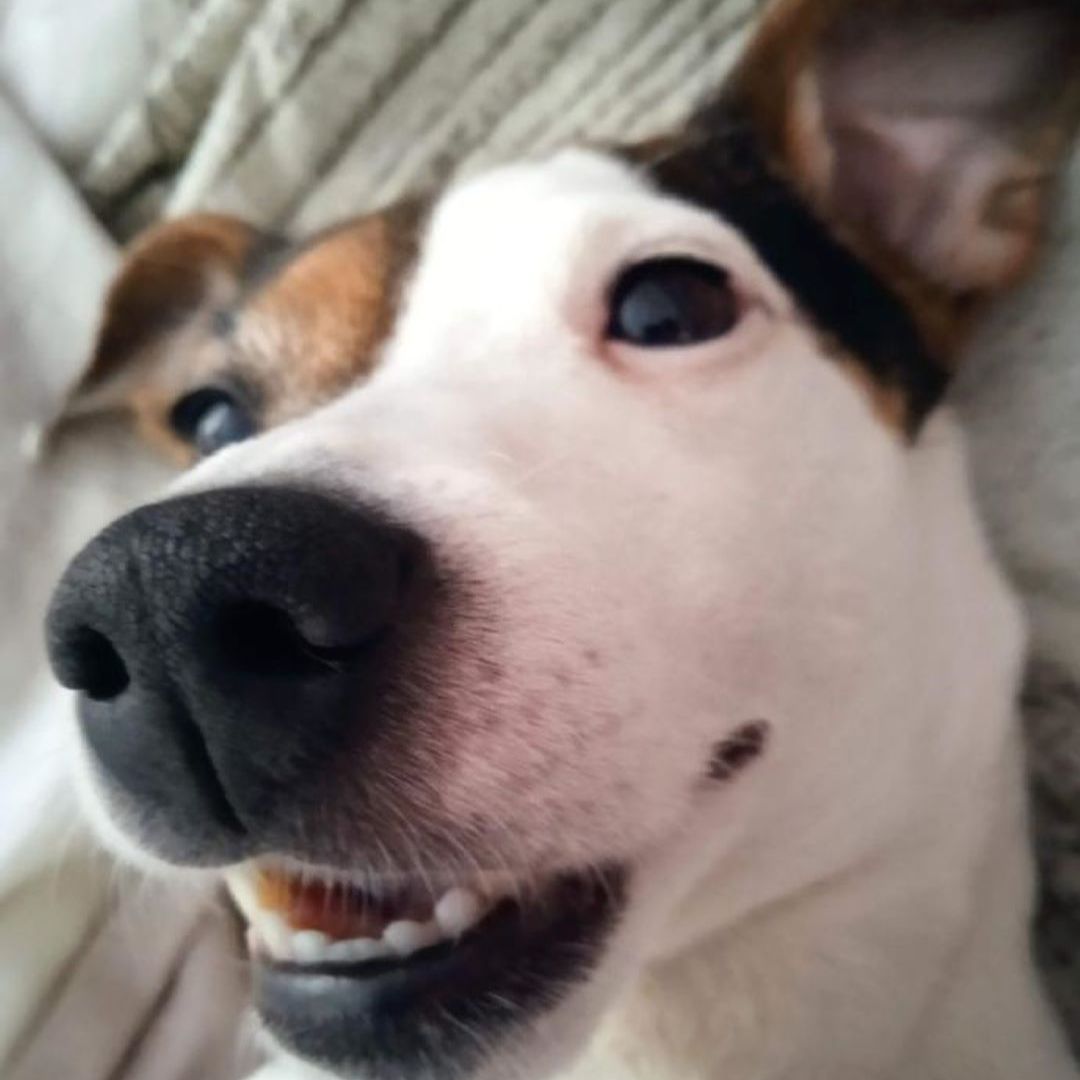 Soutěžní fotografie - Myszka,  Jack Russell Teriér