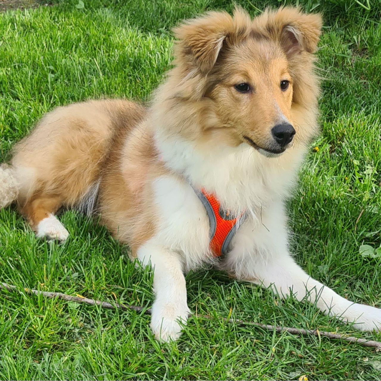 Soutěžní fotografie - Honey,  Sheltie