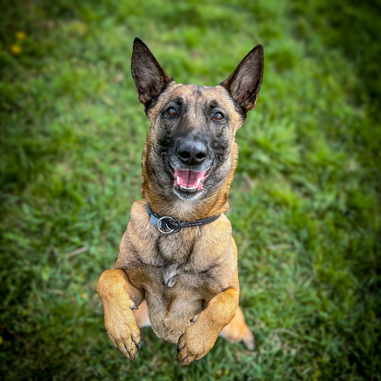 Soutěžní fotografie - Berith,  Belgický ovčák - Malinois