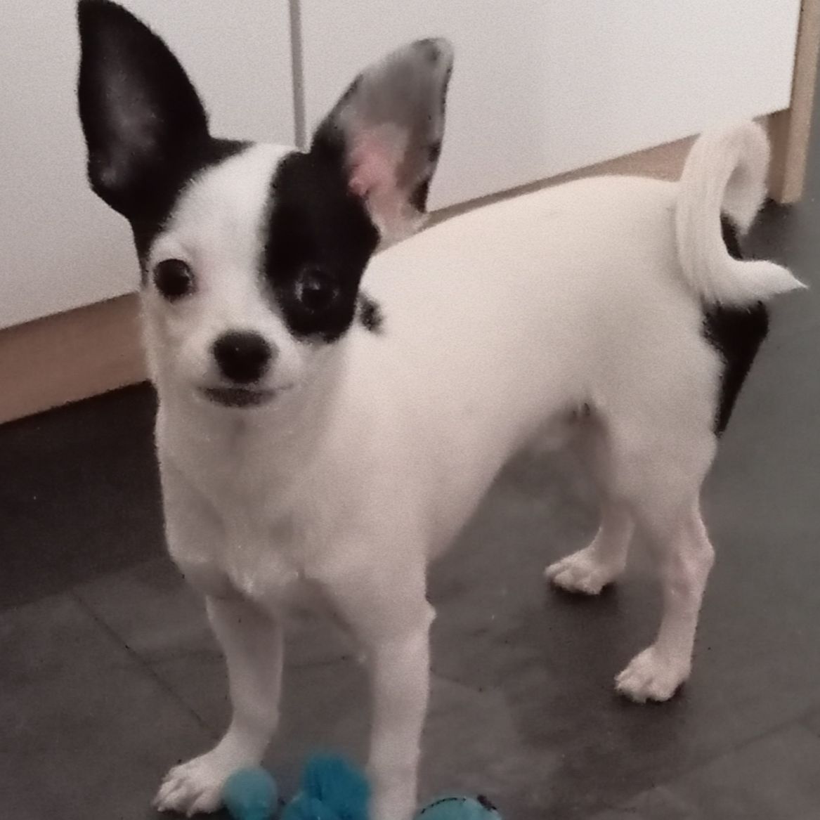 Soutěžní fotografie - Doby,  Čivava