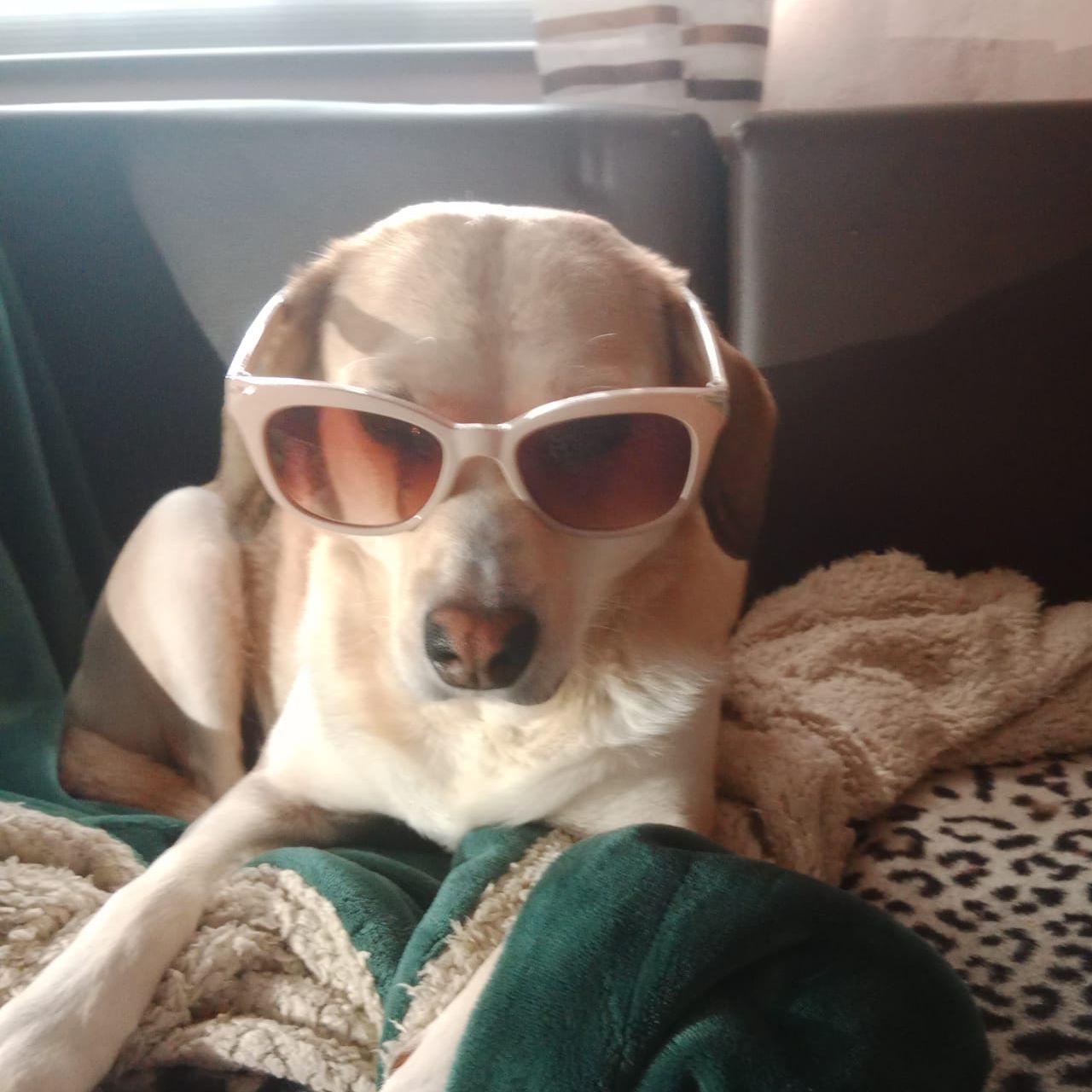 Soutěžní fotografie - Daisy ,  Ostatní
