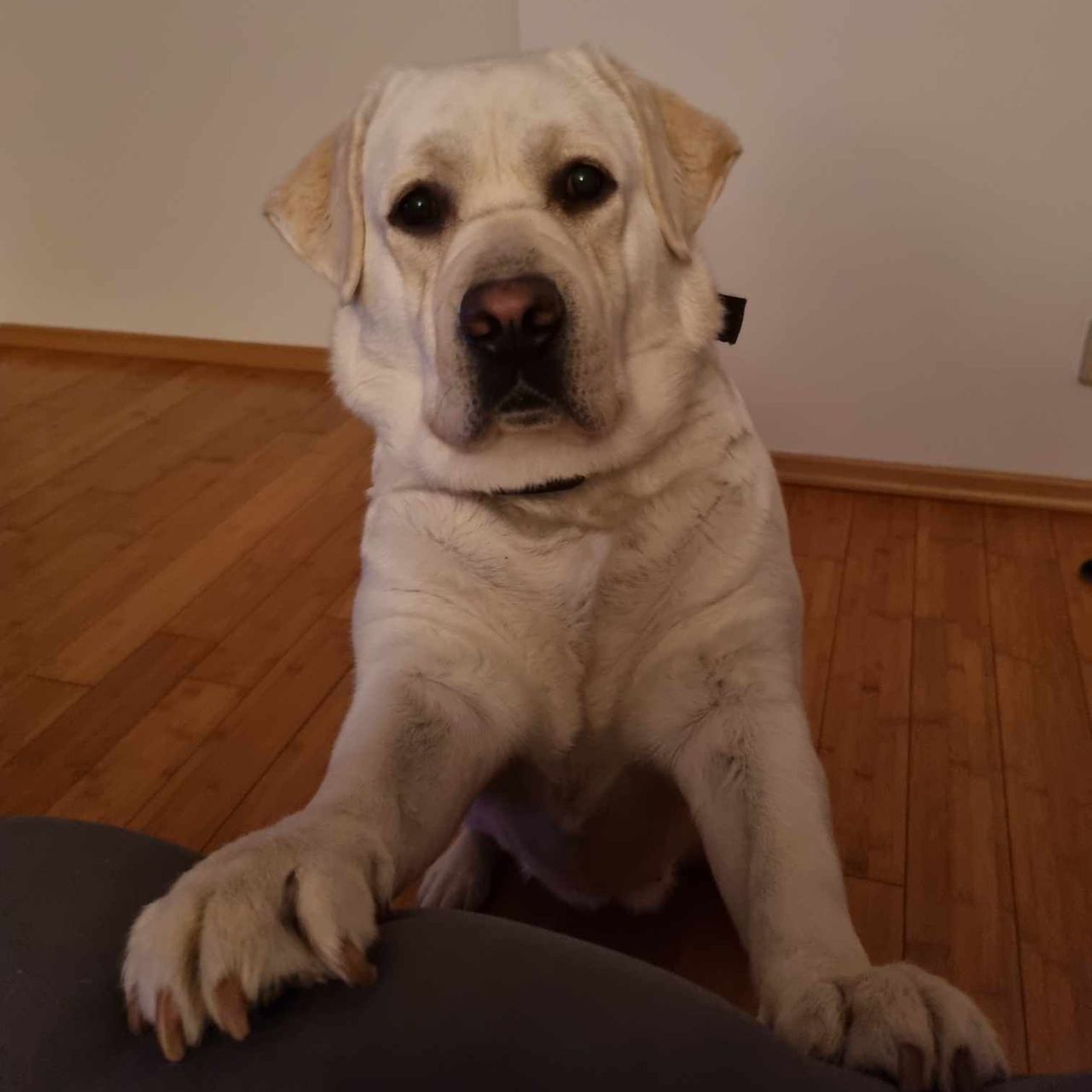 Soutěžní fotografie - Maggie,  Labradorský retriever