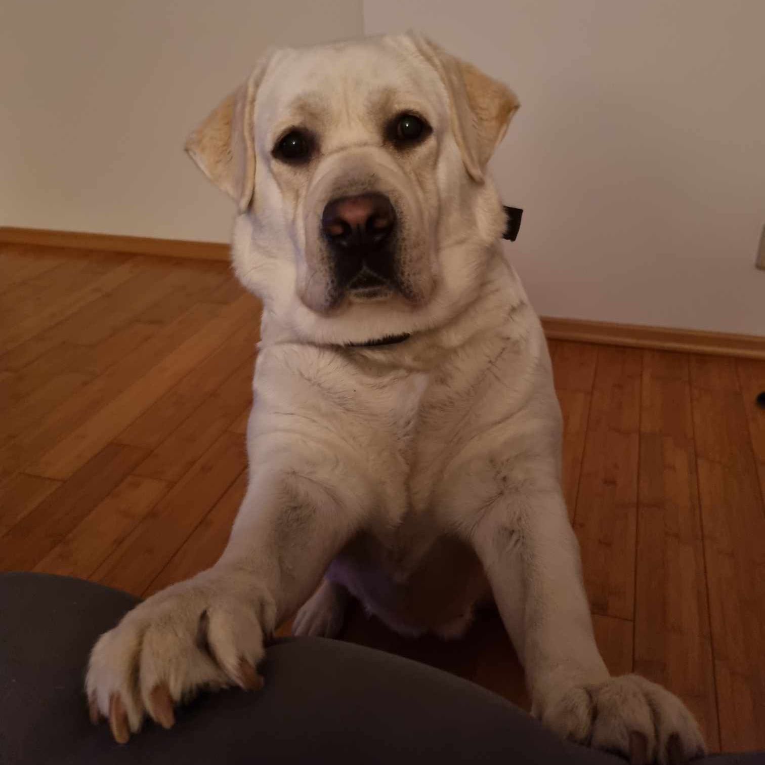 Soutěžní fotografie - Maggie,  Labradorský retriever