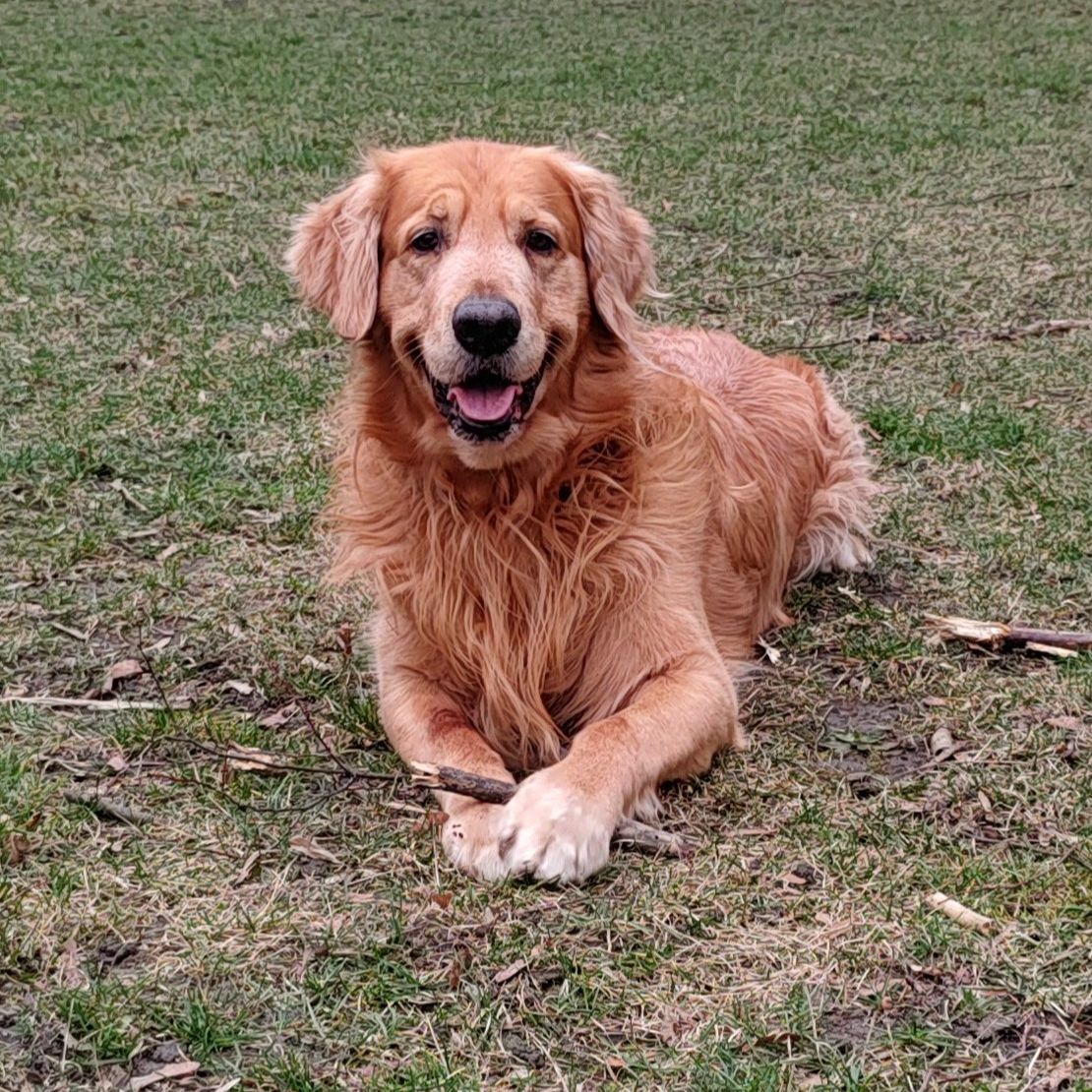 Soutěžní fotografie - Charlie ,  Zlatý retriever