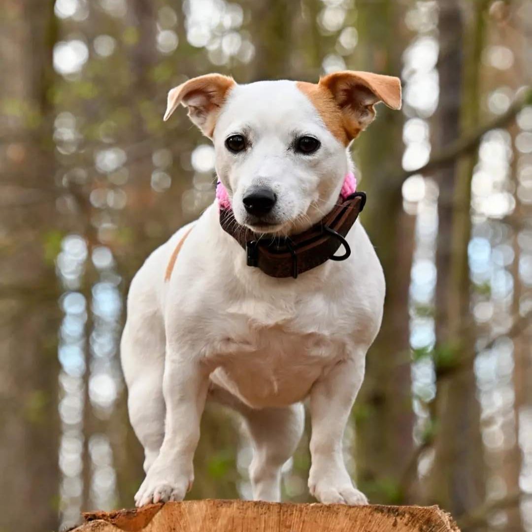 Soutěžní fotografie - Bibi,  Jack Russell Teriér