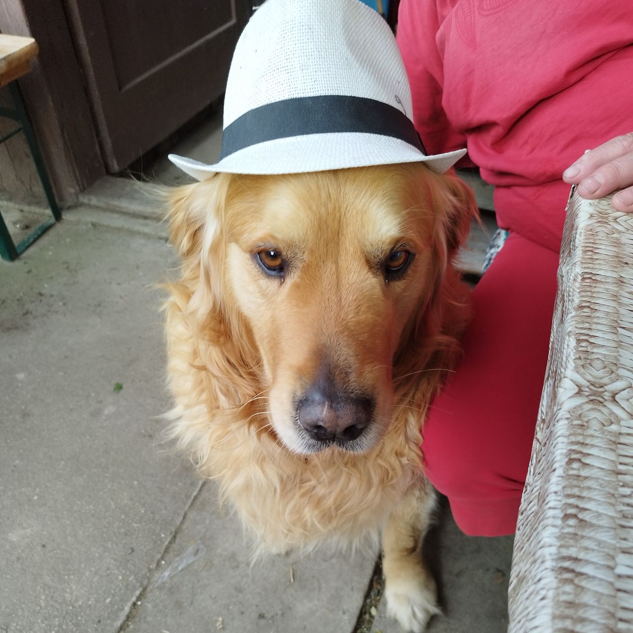 Soutěžní fotografie - Brit,  Zlatý retriever