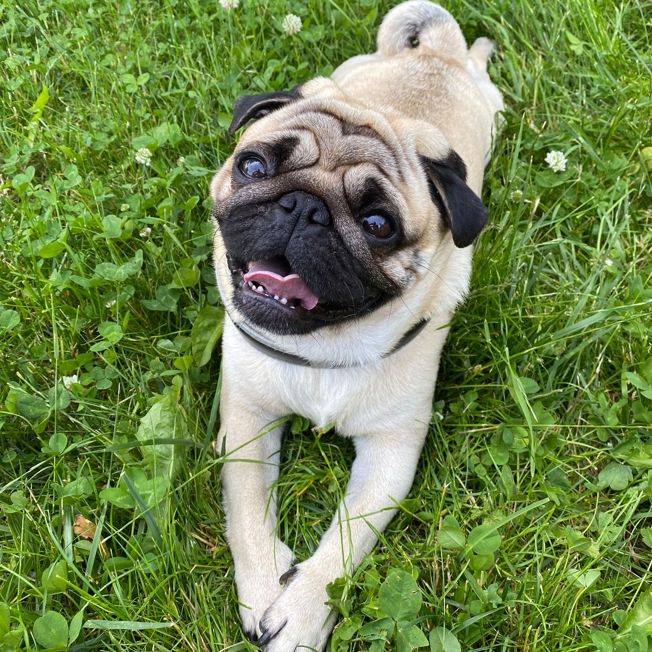 Soutěžní fotografie - Jonjo,  Mops